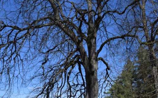 4_Joniškės liepa (3)_r1.jpg